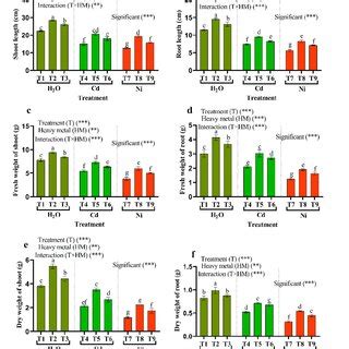 The Influence Of Endophytic Bacteria On A Shoot Length B Length Of