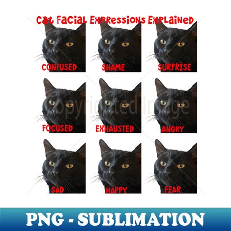 Cat Facial Expressions Explained Chart Cut Out - Instant PNG - Inspire ...