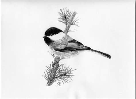 Chickadee Drawing | Black and White Bird Art