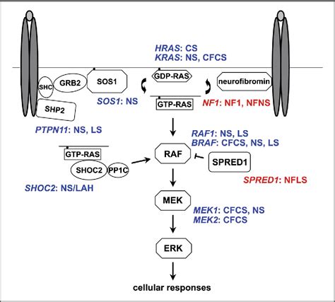 Figure 2 From Noonan Syndrome Clinical Aspects And Molecular