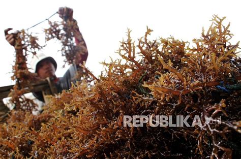 DKP Kepri Dorong Nelayan Kembangkan Rumput Laut Republika Online