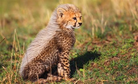 What is the Key to Cheetah Cubs' Survival? - Cheetah Conservation Fund Canada