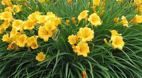 Hemerocallis Stella De Oro Pot De 65 Pouces Achat Argenteuil