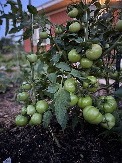 These Early Girl Tomatoes Are Loaded 😅 Rvegetablegardening