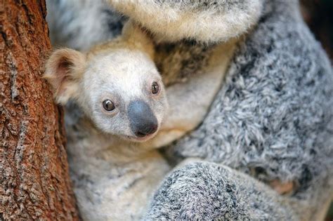 You Can Help Name The Rare White Koala Born At Australia Zoo