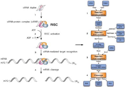 Examplary Modeling Of Gene Silencing Through Rna Interference The Download Scientific Diagram