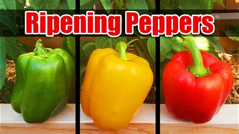 3 Ways To Ripen Peppers Faster Garden Quickie Episode 15 Youtube