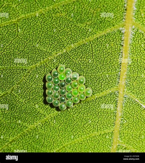 Insect Eggs Hi Res Stock Photography And Images Alamy