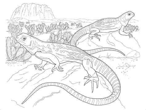 Printable Desert Animal Coloring Pages For Adults Coloringbay