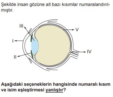 Duyu Organları Test Çöz Online Duyu Organları Soruları ÜniRehberi