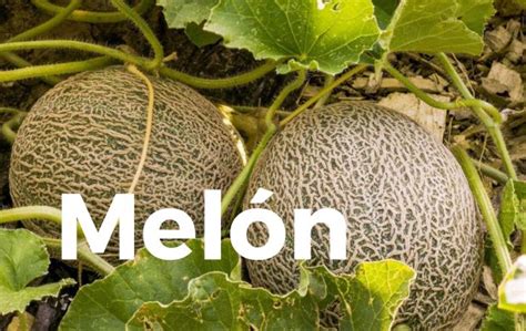 El Oro Verde de México Melón Sabor y Refrescante Tradición