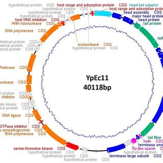 Genome Map Of Phage Ypyeo Gene Functions Are Color Coded Orange Dna