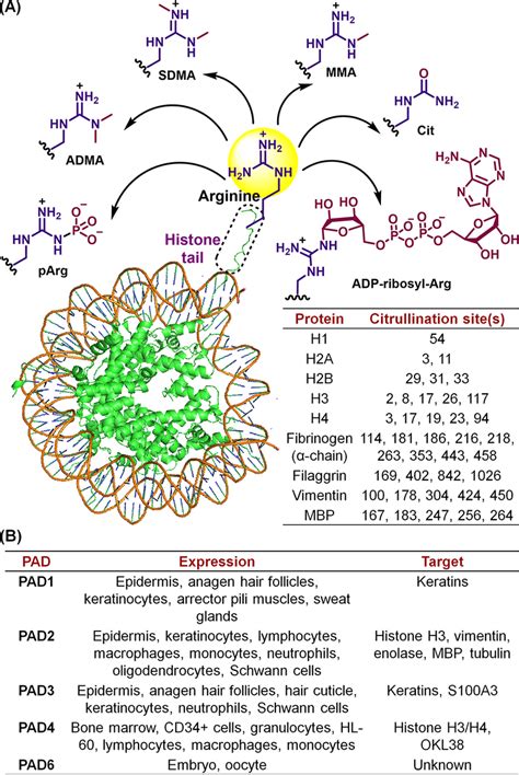 A Arginine Ptms The Table Highlights Representative Citrullination