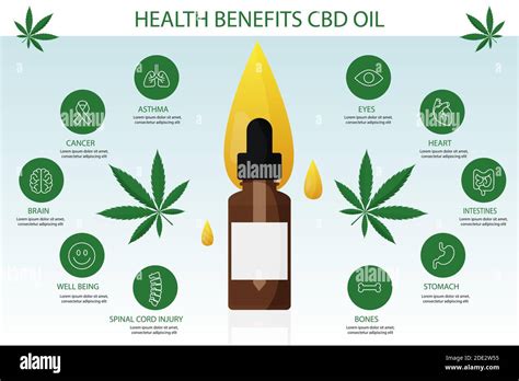 Herbal Benefits Of Medical Cannabis Oil Vector Illustration Stock