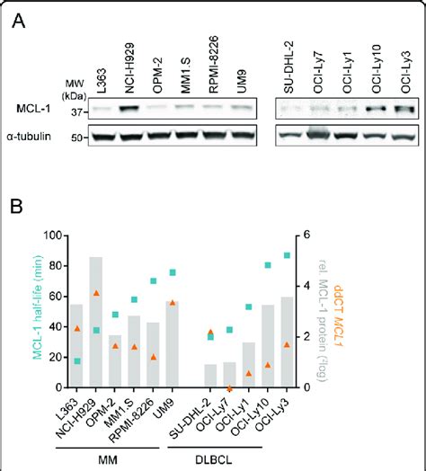 MCL 1 Protein Level Reflects Transcriptional Activity As Well As