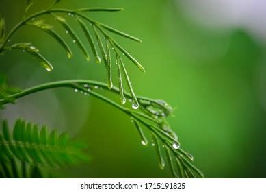 Dew On Leaf After Rain Stock Photo 1715191825 Shutterstock