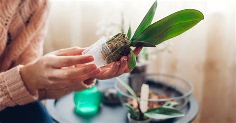 Как часто нужно поливать орхидею - Со Вкусом