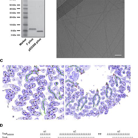 Pdf Structure Of The Bacterial Sex F Pilus Reveals An Assembly Of A