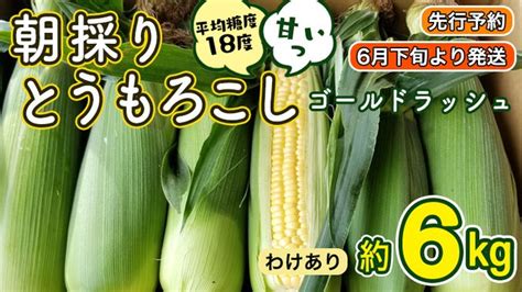 先行予約 2025年 6月下旬 以降発送】【 令和7年産 】【 訳あり 】 朝採り とうもろこし （ ゴールドラッシュ ） 約 6kg