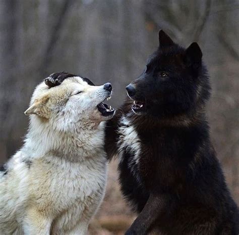 Wolf pack marching through the snow : r/wolves