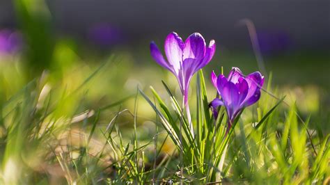 Кровоцвет цветы - 71 фото