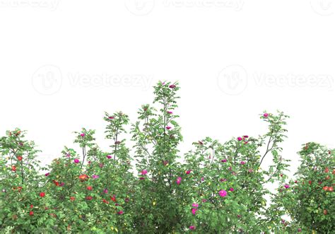 Grass with flowers isolated on transparent background. 3d rendering ...