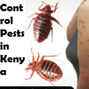 Karen Fumigation Pest Control Services Jopestkil Kenya Fumigation And