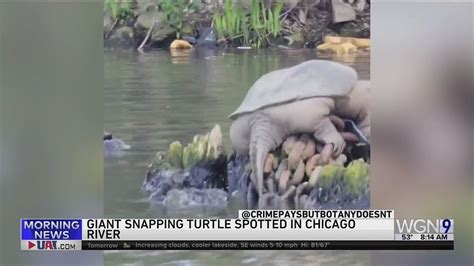 Giant Snapping Turtle Nicknamed Chonkosaurus Youtube