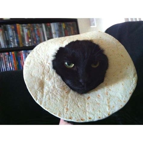 Tortilla Fandom