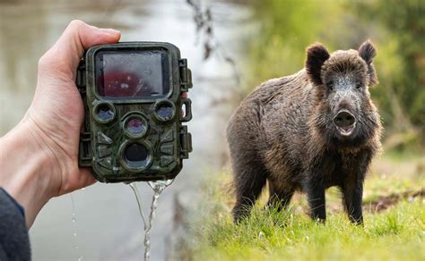 Cámaras de Fototrampeo de Calidad 2024 Comparar y Comprar