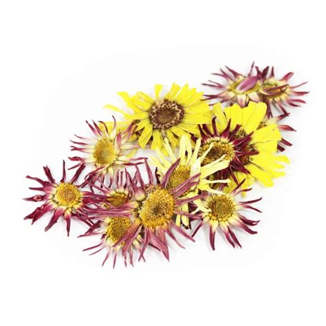 Pressed Mini Daisy Edible Flowers By Nurtured In Norfolk