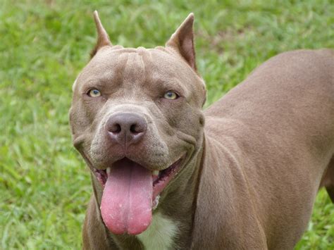 Bộ Sưu Tập 999 Hình Chó Pitbull Cực Chất Full 4k Đỉnh Cao