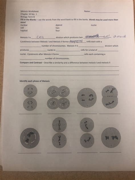 Meiosis Worksheet Answers Biology Tutore Master Of Documents