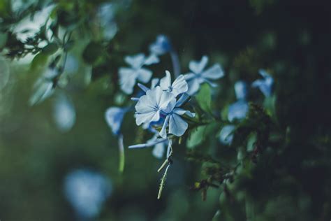 Sunlight Forest Flowers Nature Plants Macro Branch Green Blue