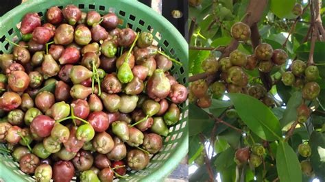 জমিতে বসানো বড়ো লাল জামরুলের ফলন কেমন হয় Jamrul Plant In Ground