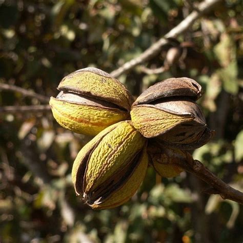 Buy Pecan Tree Seeds - Rarexoticseeds