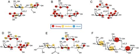 Binding Epitope Mapping From STD NMR Spectroscopy Depicting