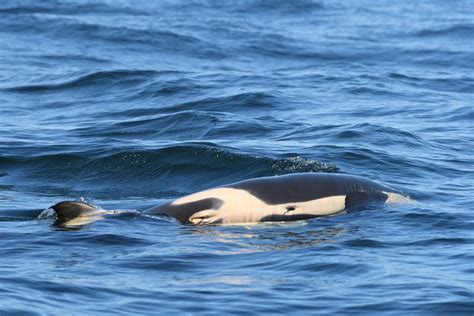 Southern resident orca still carrying her deceased baby | Update | The ...