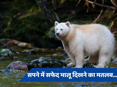 Have You Seen White Bear In Dream Know Meaning According Shastra Sapne