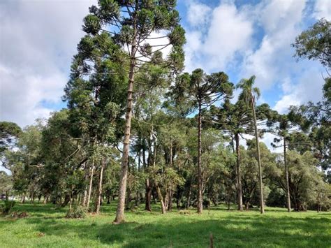 Dia Do Meio Ambiente Publica O Da Epagri Orienta Para A Implanta O