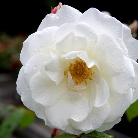 Climbing Iceberg Rose - Rockbarton Garden Centre