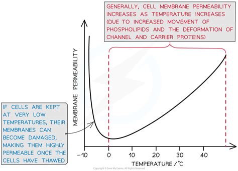 AQA A Level Biology复习笔记2 4 13 Factors Affecting Membrane Fluidity 翰林国际教育