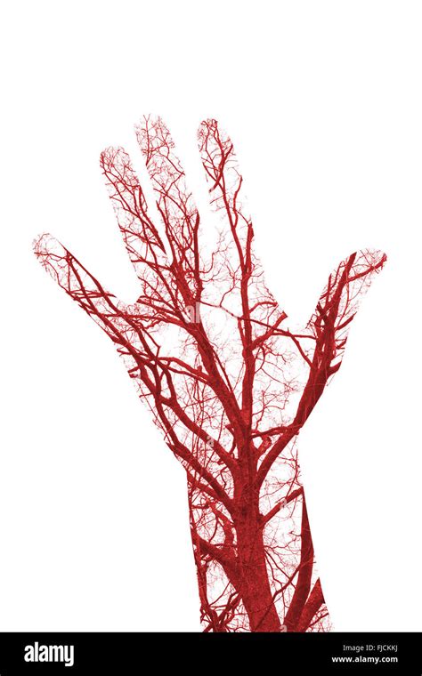 Blood Vessels Hi Res Stock Photography And Images Alamy