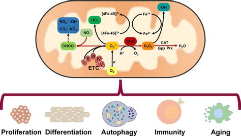 Physiological Functions Of Mitochondrial Reactive Oxygen Species