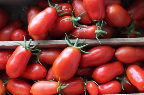 Where Your Treasure Is San Marzano Tomato Sauce From Garden To Table