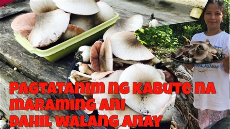 Paano Ang Pagtatanim Ng Kabuteng Saging Na Walang Anay How To Grow