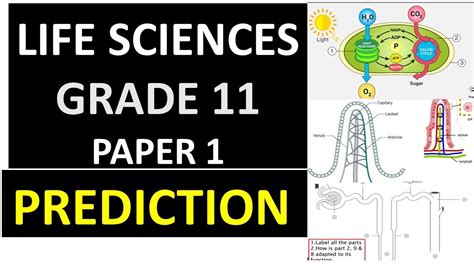 Predication Grade Life Science Paper Final Exam Thundereduc By M