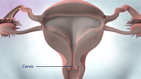 Female Sex Organs Stock Illustrations Female Sex Organs Stock Illustrations Vectors