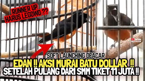 Serem 😱aksi Murai Batu Dollar Setelah Pulang Dari Smm Tiket 11 Juta 🔥 Launching Deacar Arena