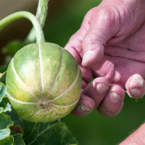 Growing Fruit In Containers Enjoy Container Gardening